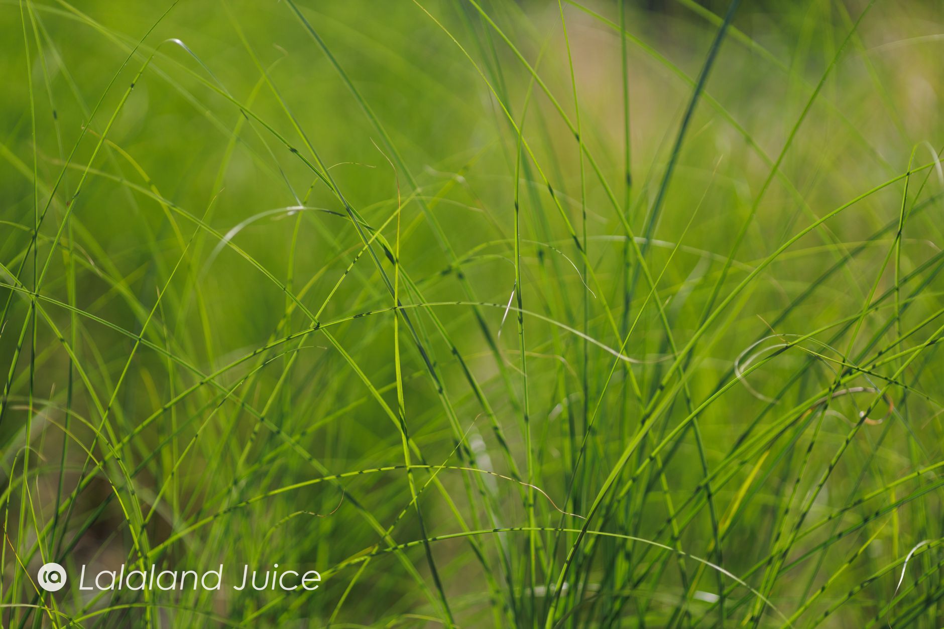 Blades of green grass in close-up, sunlit — the Lalaland Juice mark set within.